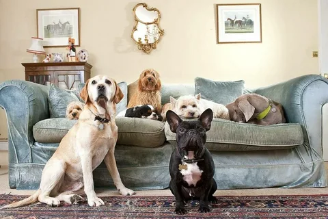 Top 10 Best Apartment Dogs in Australia