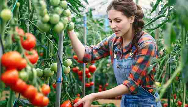 How Far Apart to Plant Tomatoes for Optimal Growth
