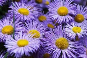 Purple Plants Adding Elegance and Drama to Your Garden and Home