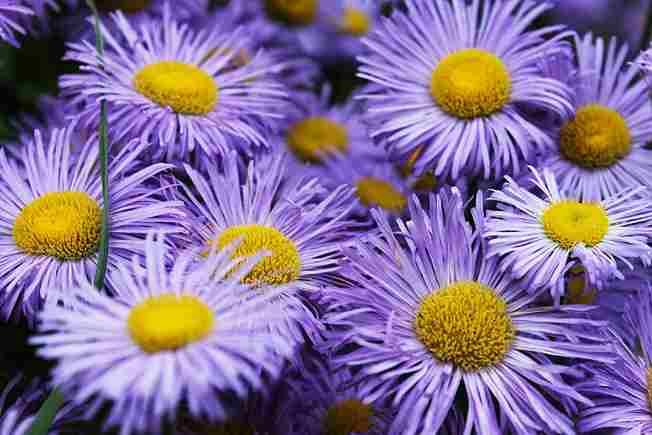Purple Plants Adding Elegance and Drama to Your Garden and Home