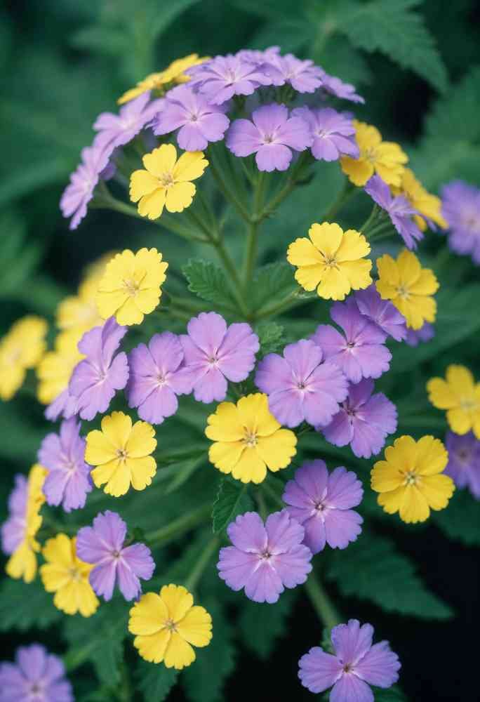The Bacopa Plant Benefits, Uses, and Growing Guide