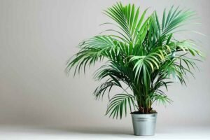 The Ultimate Guide to Palm Plants Care, Types, and Benefits
