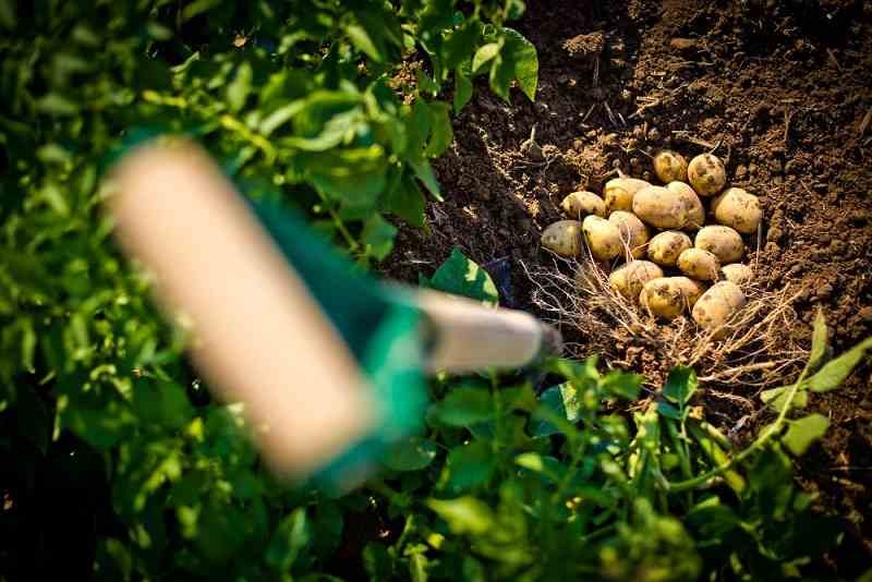 The Ultimate Guide to Potato Companion Plants for a Thriving Garden