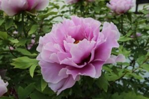 The Enchanting World of Peony Flowers History, Care, and Symbolism