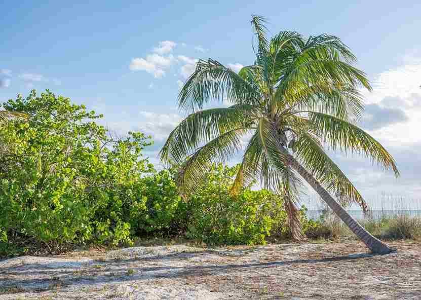 The Fascinating World of Palm Trees