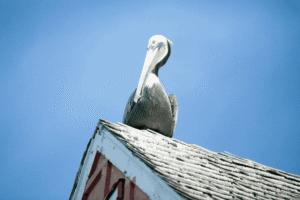 The Ultimate Guide to Roof Spikes for Keeping Birds Off Your Home