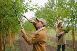 Common Tree Diseases and How to Address Them