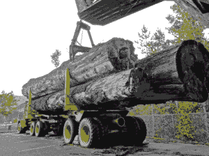 Comparing Forestry Equipment Types for Your Specific Needs