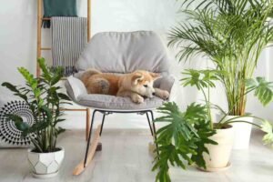 Houseplants That Are Safe (or Hazardous) Around Curious Pups