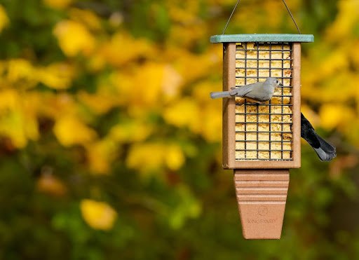 Attracting Birds to Your Garden in Autumn and Winter