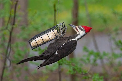 Attracting Birds to Your Garden in Autumn and Winter