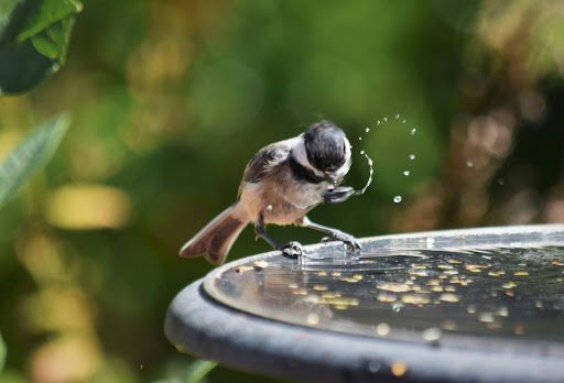 Attracting Birds to Your Garden in Autumn and Winter