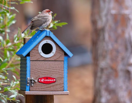 Attracting Birds to Your Garden in Autumn and Winter
