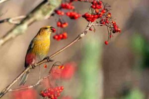 Autumn and Winter Garden Birdwatching: Creating a Year-Round Haven