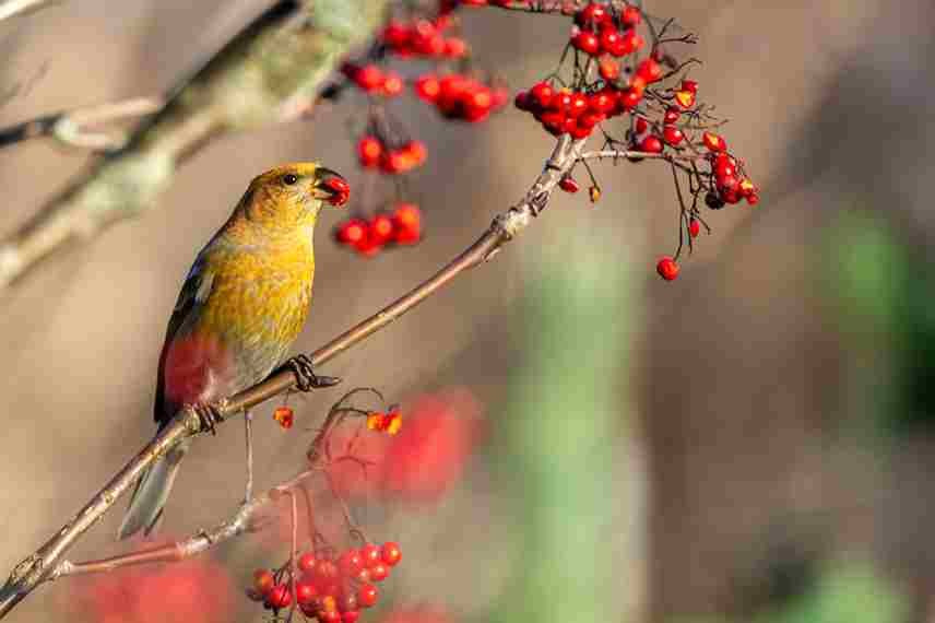 Attracting Birds to Your Garden in Autumn and Winter 5