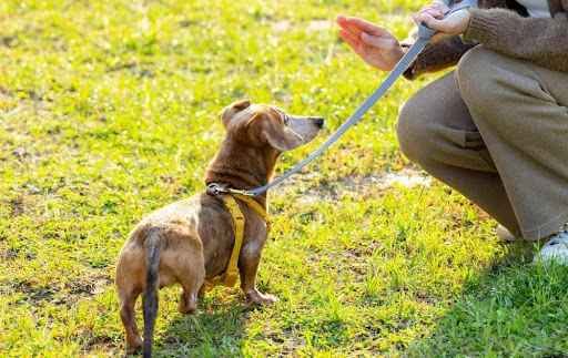 Choosing Among The Top 3 Puppy Trainers in Salt Lake City