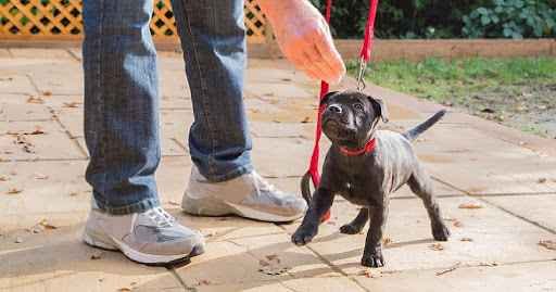 Choosing Among The Top 3 Puppy Trainers in Salt Lake City