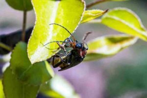 Kissing Bug Locations: Where These Dangerous Pests Live and How to Spot Them