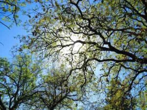 Choosing the Perfect Trees for Shade and Sustainability