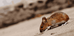 Why Certain Seasons Make Your House More Attractive to Household Pests