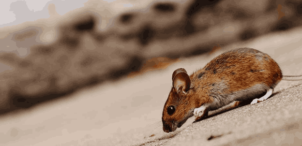 Why Certain Seasons Make Your House More Attractive to Household Pests