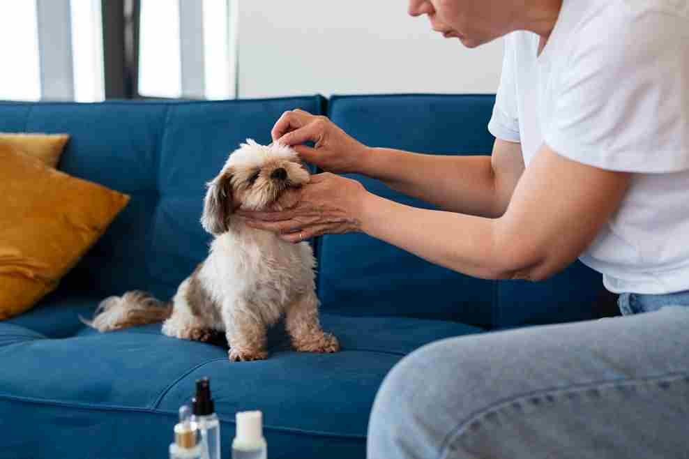 Home Remedies for Dog Allergies: 12 Natural Fixes for Itchy Pups