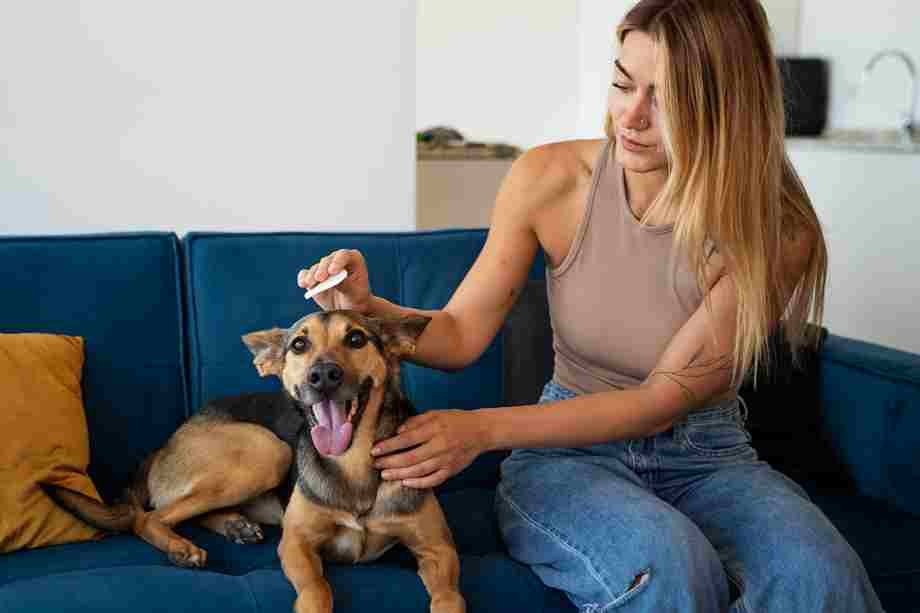 Home Remedies for Fleas: Effective Natural Ways to Get Rid of Fleas at Home
